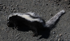 Ictonyx striatus striatus