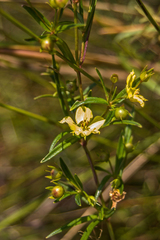Lysimachia quadriflora