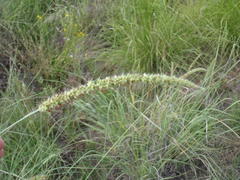 Setaria incrassata