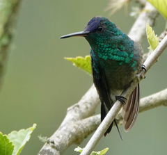 Saucerottia cyanifrons