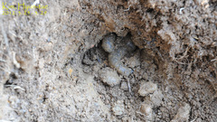 Hynobius unisacculus