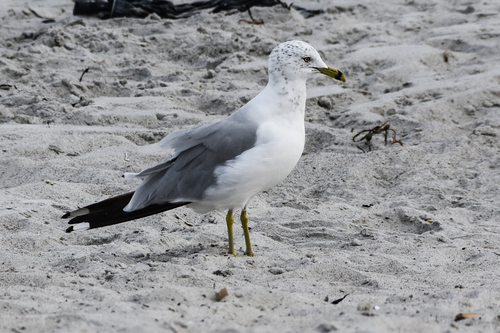 Ring-billed Gull photographed in Maine