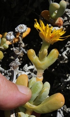Malephora crassa