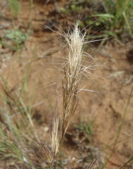 Aristida congesta congesta