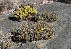 Malephora crassa