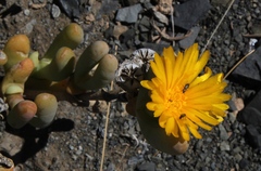 Malephora crassa