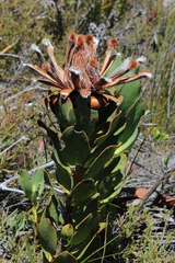 Protea speciosa
