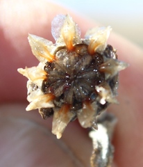 Malephora crassa