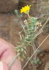 Euryops imbricatus
