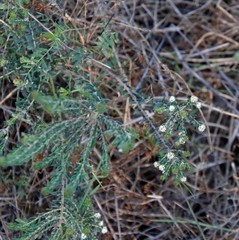 Phylica parviflora