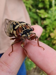 Auritibicen bihamatus