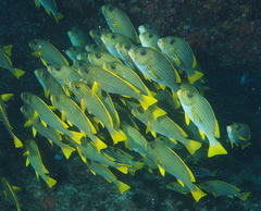 Plectorhinchus polytaenia