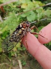 Auritibicen bihamatus
