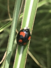 Harmonia axyridis