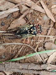 Auritibicen bihamatus