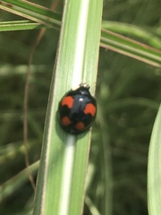 Harmonia axyridis