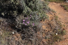 Lampranthus uniflorus