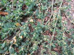 Polygonum aviculare aviculare