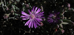 Lampranthus uniflorus