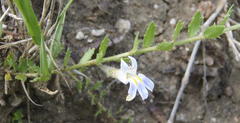 Lobelia thermalis