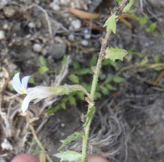 Lobelia thermalis