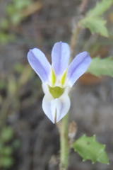 Lobelia thermalis