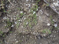 Lobelia thermalis