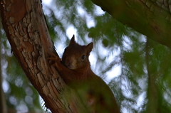 Sciurus vulgaris
