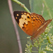 Cupha erymanthis lotis - Photo (c) Jerry Oldenettel,  זכויות יוצרים חלקיות (CC BY-NC-SA)