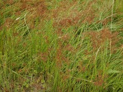 Juncus acutiflorus