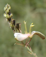 Indigofera zeyheri