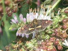 Pyrausta aurata