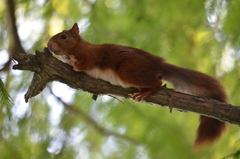 Sciurus vulgaris