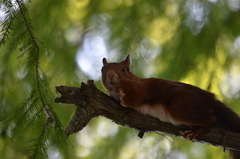 Sciurus vulgaris