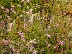 Festuca vivipara