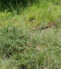 Indigofera zeyheri