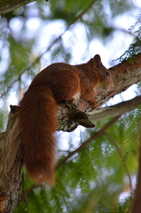 Sciurus vulgaris