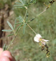 Indigofera zeyheri