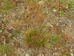 Juncus squarrosus