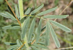 Indigofera zeyheri