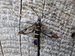 Synanthedon conopiformis