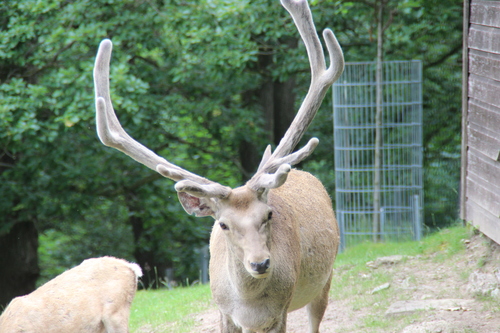 Tarim Red Deer