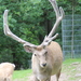 Bactrian Deer - Photo (c) Geoprofi Lars, some rights reserved (CC BY-SA)