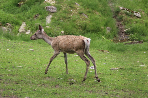 Central Asian Red Deer