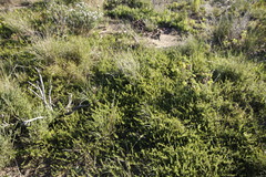 Aspalathus divaricata divaricata