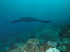 Mobula alfredi