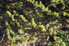 Aspalathus divaricata divaricata