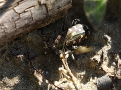 Cicindela soluta