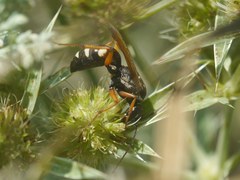 Cryptocheilus variabilis