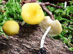 Pluteus chrysophaeus